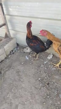 الطارمية • ديوجه ثنين • ٥ أشهر