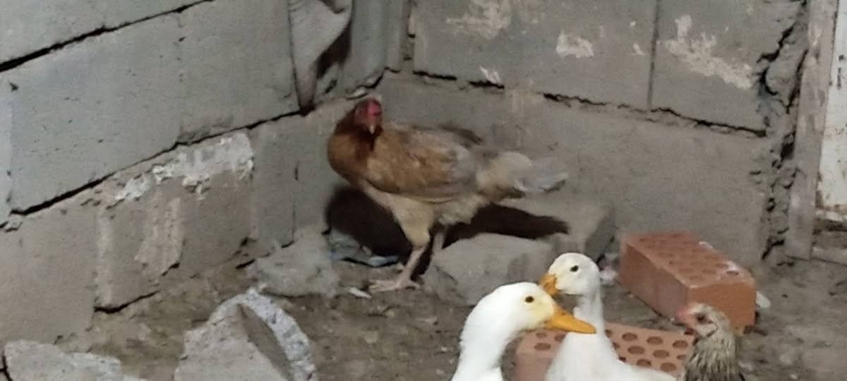 ديوكا ثلاثه مع دجاجه مع بطات اثنين و ديك صغير المكان ديالى سعديه رقم هاتف ***********
