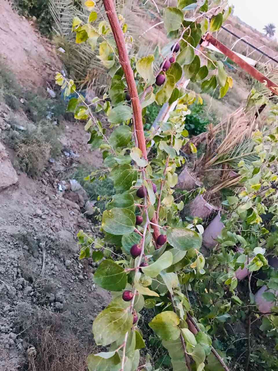 ارض زراعيه للبيع
المساحه ٦٠ دونم طابو زراعي سند٢٥
متوفر جميع الخدمات 
كهرباء وماي اساله وماء شط 
بيه ألف وميتين نخله بنواعه 
بيه ٧٠٠ نخله مكتوم وبرحي

أربع ألف شجره تين
سياج بي اراسي وشجر فكس وأكاسيا 
بيه بيت صغير مع ٢ كرفانات
مولده جديده ومجمع صحي
اسطبل مال خيل
المكان الدغاره سدر الدغاره علشط الريئسي
تنباع كله سوه سعر الدونم ٢٤ مليون
للاستفسار ***********
