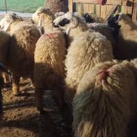 بغداد طارمية • ٧ طليان • عراقية فحلة