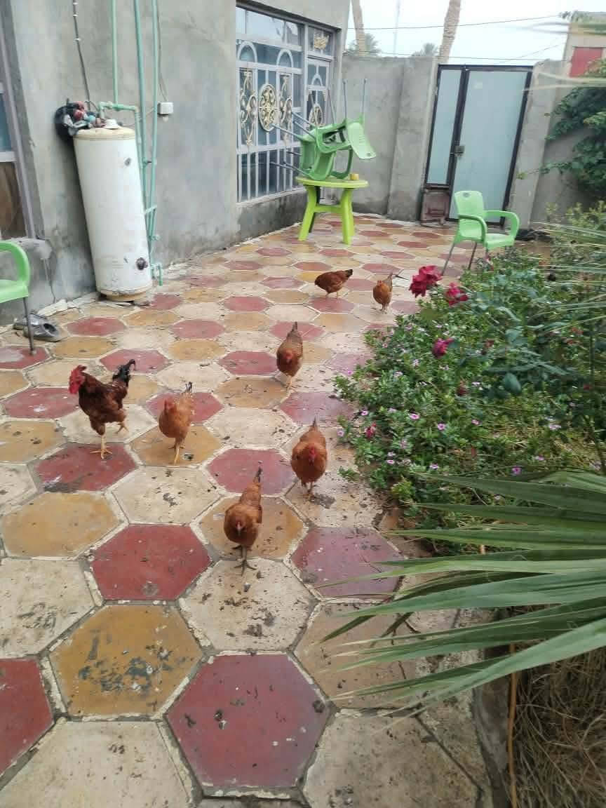 بيت للييع بي ٣ غرف كاملات والرابعه مخزن واستقبال ٩ متر ومطبخ اوبن مفتوح وصاله ٨ متر حمامات خارج ودخل وحديقه جبيره وكراج، مساحته تقريبن ٢٣٠متر
بشرع المعمل يم صورت الوائلي  السعر 65 مع مجال


**إذا كنت صاحب هذا الإعلان وتريد حذفه لأي سبب، رجاءا أرسل رسالة إلى الدعم الفني**