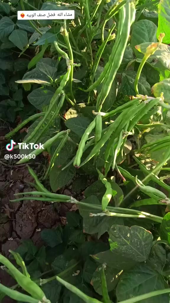 توجد لدينا بذور لوبيا صنف الامزون الاصليه اطاليه متعهده استندر مجربه عموديا غزيرةالانتاج للإستفسار ***********العنوان بغداد المدائن
