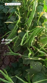 بذور لوبيا • صنف الامزون • بغداد المدائن