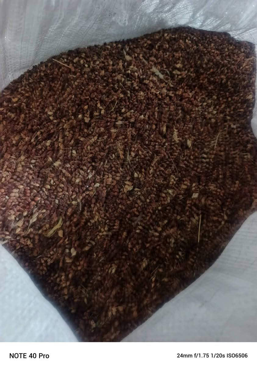 بسم الله الرحمن الرحيم يوجد جميع أنواع البذور ذره صفراء@وذره حمراء @وبذور سيسبان @العنوان الحمزه الغربي قرب خط السريع @للتواصل ***********
