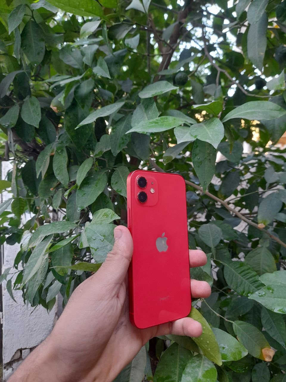 السلام عليكم
‏iPhone 12
لون احمر ❤️
الذاكرة العملاقه 256 من النوادر تلكه بل 12 عادي 256 
بطاريه 86‎%‎
نموذج m
النضافه 100‎%‎
الجهاز وتر ممفتوح ولا داخل صيانه 
وين متريد افحص 
سماعه ✅ فيس ايدي✅ شبكة انترنت✅ سيمكارت ✅ كامرات ✅
الجهاز من كلشي مكفول وكلش حلو واستخدامه يخبل 
السعر 400 وبي مجال 
والي ميعجبه السعر او يكول غالي لايعلق سكب للمنشور 
كلشي موجود بلسوك 
مكاني بغداد حي الاعلام 
*********** موجود واتساب 
اسف ع اطاله
