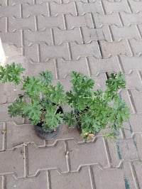 عطر • قطع للبيع