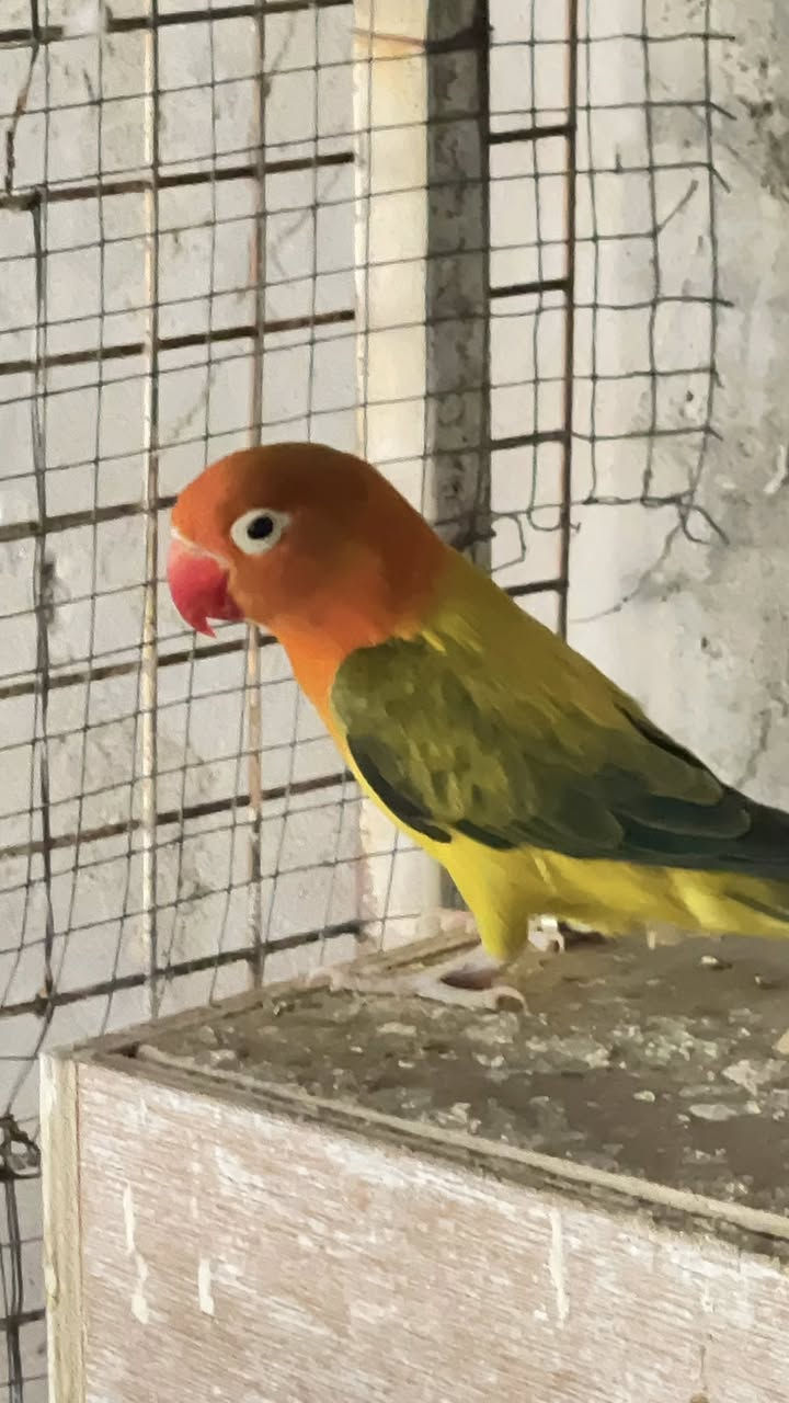 متاح للبيع زوج غندوره طيره وفحل


**إذا كنت صاحب هذا الإعلان وتريد حذفه لأي سبب، رجاءا أرسل رسالة إلى الدعم الفني**