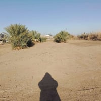 عرسات زراعي • خلف حي الجامعه • يم البو صالح