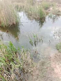 ٢٤ دونم • الحصن • طابو زراعي