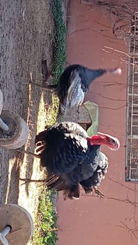 عدي فسيفسات زوج البيع مستعجله عل بيعتهن سعر 25الف التصال 07742329421