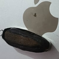 أصليات • قديمات • مشروط