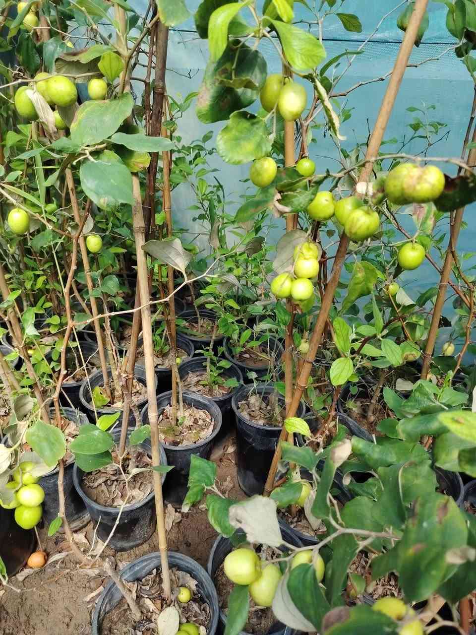 مشتل نعناعه  الرفاعي الصوب الاول مجاور جسر المشاة بتجاه السايلو مقابل اعدادية الرقيم الاهليه يوجد توصيل ***********
