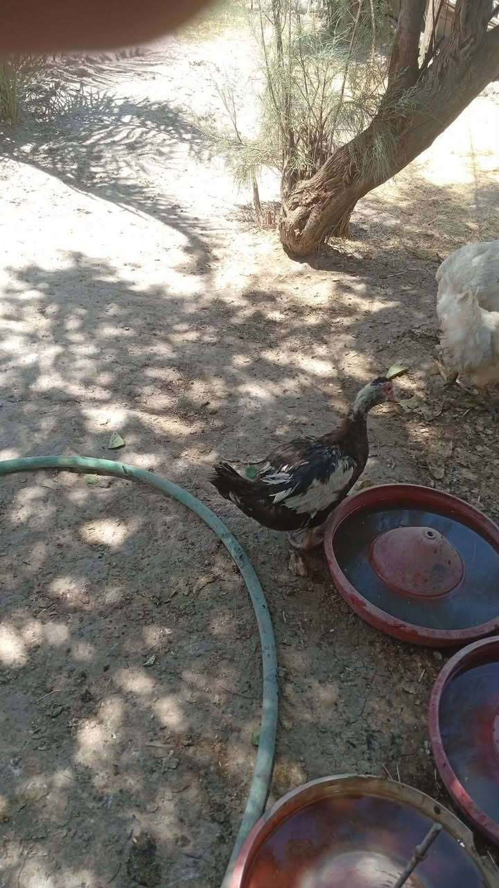 للبيع فسيفيات عدد 2
بشوش ووزه مصريه 
فراريج دجاج عرب  عدد 30
بسعر مناسب


**إذا كنت صاحب هذا الإعلان وتريد حذفه لأي سبب، رجاءا أرسل رسالة إلى الدعم الفني**
