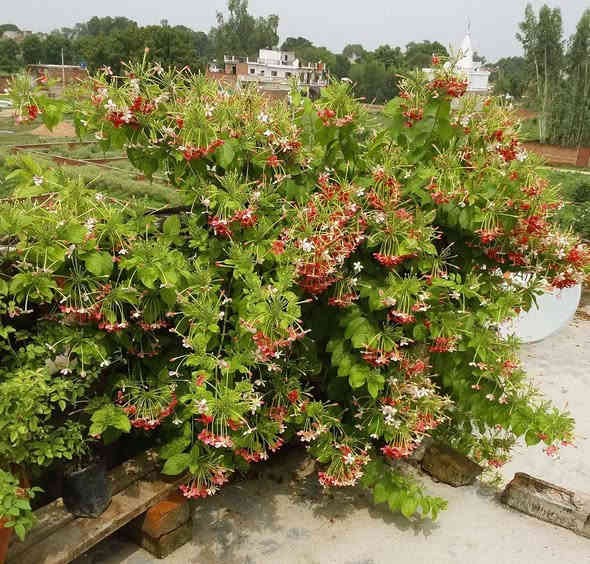 من لم يزرعه في حديقته فحديقته ناقصة 

الياسمين الهندي ..  نبات متسلق جميل جداً 
سريع التكاثر وسريع جداً في النمو 
 يتسلق أي شيء في طريق نموه 
 أسوار أشجار أي مكان ! 
يتميز برائحته العطرة جدا التي تفوح في ساعات المساء ورائحته باردة رائعة أشبه بالفل .. يحمل أزهاراً تمر بثلاثة الوان في مجماميع تكون على هيئة قطوف

قيااس النباات   2   ـم  و 
االسعر  17  االف

للطلب عبر واتس اب ***********

نباتات  داخلية   خارجية  صباريات     
ادوات زراعية  جميع  انواع التربة   اكسسوارات نباتية هدايا  و جميع انواع السنادين  
لمعرفة المزيد يمكنك  ارسال  رسالة  ع الخاص  📨
