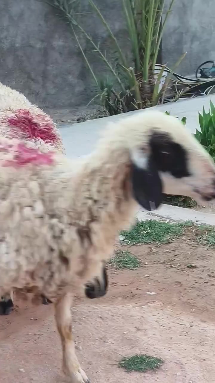 سلام عليكم يوجد نعاج ثنين شرط النصاح كفالة على كل عيب فتايه السعر ثنينهن 365
رقم الهاتف ***********

