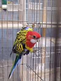 فحل روزلا • الدور شارع النائب • ماكو توصيل