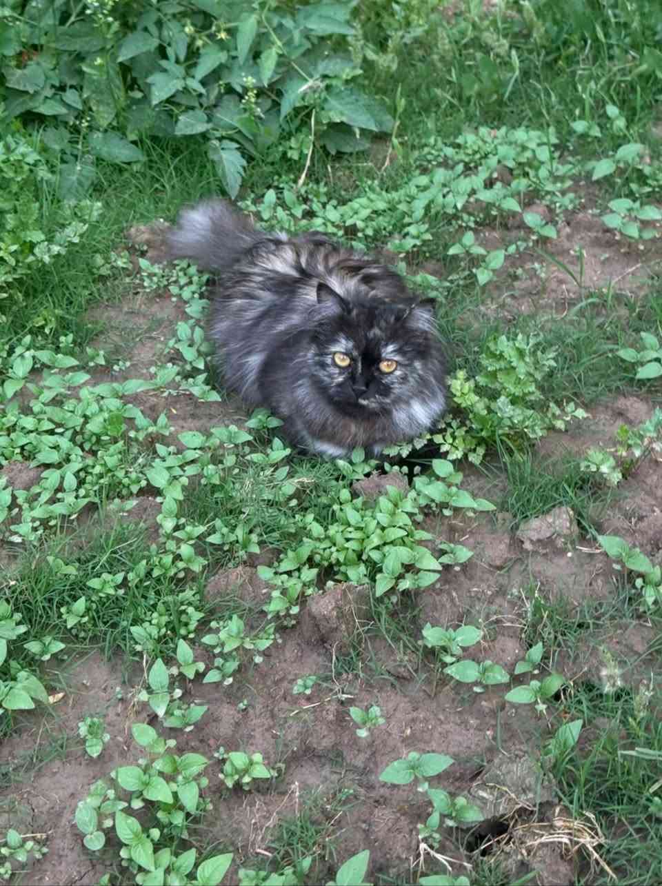 السلام عليكم...

😻 قطة تخبل 🐈‍⬛ فووول ألافه وفول نظافة تعرف اسمها 😘 هجين شيرزاي وبيرشم #للتبني للتواصل الاتصال على هذا الرقم (متوفر واتساب)
***********
