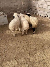 طليان فحله 2وفطايم نثايات 2شلع ((970))قفل توصيل مجاني ٠٧٨٤٧٧٥٨٨١٦ واتس...