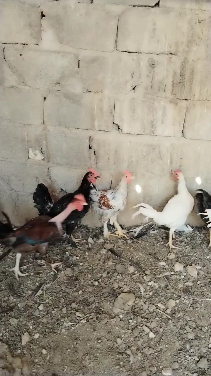 متاح ٨ ديوك بنات سنه  شلع ب١٠ الواحد سمان وخشنه


**إذا كنت صاحب هذا الإعلان وتريد حذفه لأي سبب، رجاءا أرسل رسالة إلى الدعم الفني**