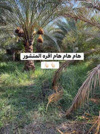 دونم ونص • طابو زراعي • كربلاء الحسينيه الصلاميه