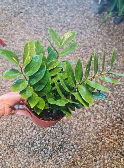 السلام وعليكم نباتات ضلية نظافه فول كلهن داخل منزل الاسعار جوه كل صوره عنوان المشتل ديالى الخالص الغربية قرب مدرسة مصطفى جواد مجاور اسواق الحداد يوجد توصيل ***********
