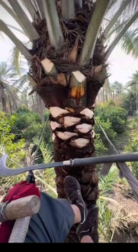 تنظيف نخيل • تكريب نخيل • كربلاء طويريج