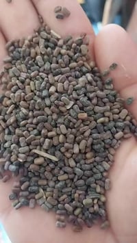 سيسبان • مرجوحه • للبيع