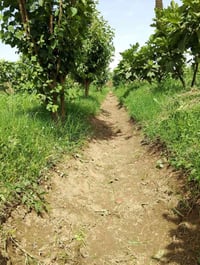 طريق السنيه حله • طابو زراعي • ماء وكهرباء