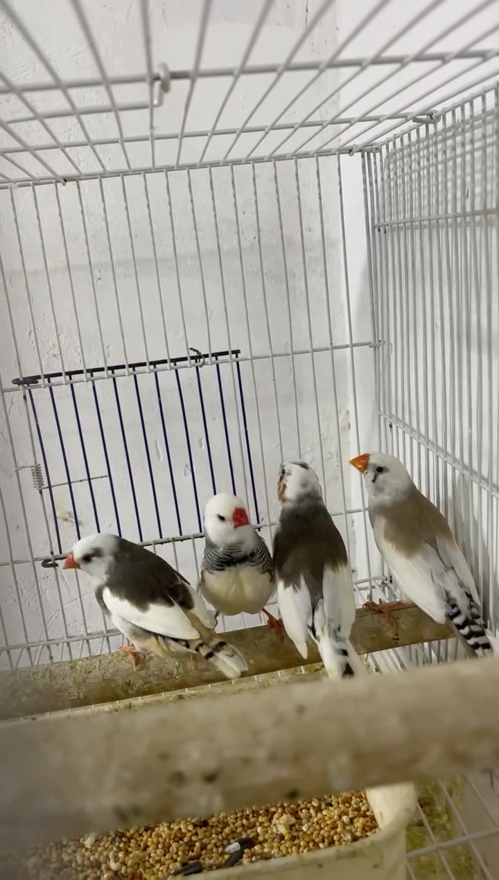 دوو جووت بەڵەک دایک و باوکە
تەیرەکان انتاجین حجمیان وەسەت💐

بەشەرت  انتاج تەیرەکان ساغ و تەندروستن

جوتیک حلقەی ٢٦ و ٢٥

شوێن سلێمانی 

بۆ سعر نامە بنێرە یان کومینت بکە

گەیاندن هەیە بۆ هەموو کوردستان………


**إذا كنت صاحب هذا الإعلان وتريد حذفه لأي سبب، رجاءا أرسل رسالة إلى الدعم الفني**