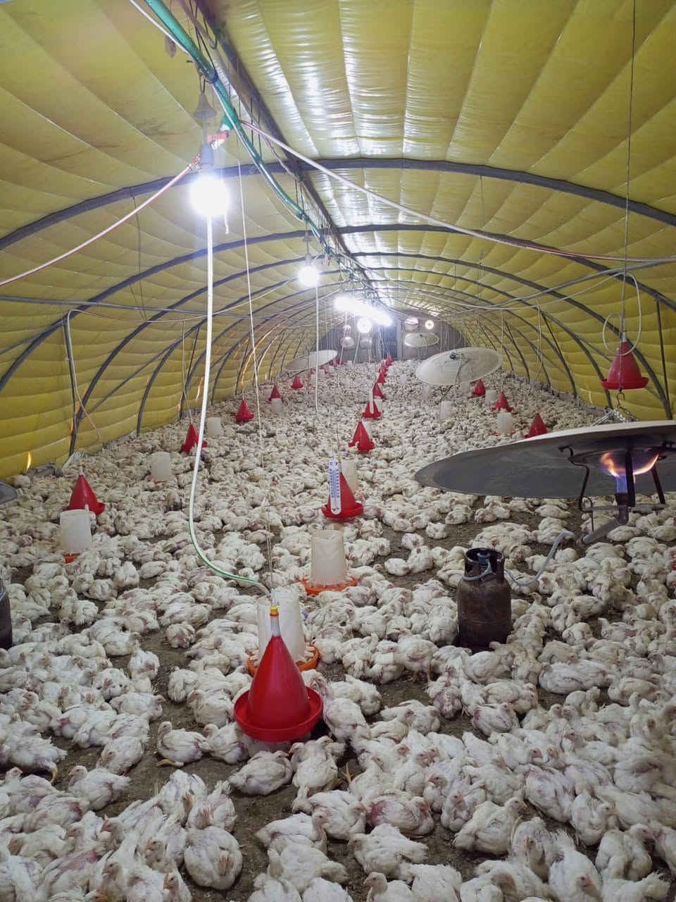 السلام عليكم حقل دواجن للبيع طول ٤٤ متر العرض ٩ الحديد جديد المعالف المنهال العازل جادر لايلون حاضنات خزانات ماء تاسيس كهرب تاسيس ماء غراض قاعه كامل جاهز مابي اي نقص سعه ٦ تالاف دجاج عنوان موصل 
***********
***********
***********
