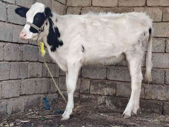 بسم الله ماشاء الله  بجر هولشتاين  جنس درجه اولى خط اول نصاحه و اچالة فول   وين الرباطه وين اليدور حلال نضيف  
وبسعر مناسب اتصل وتدلل 
المكان .... الشرقاط  الخضرانيه  
***********
