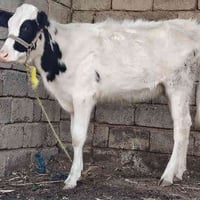 بجر هولشتاين • درجة أولى • الشرقاط الخضرانيه