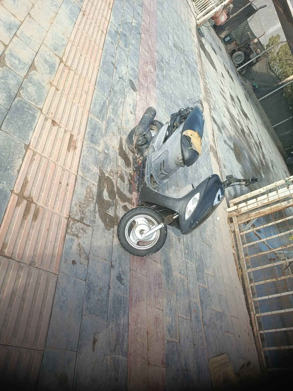 لبيع ماكس منغولي شلعه ومعدل مل حوريه على يدي ***********
