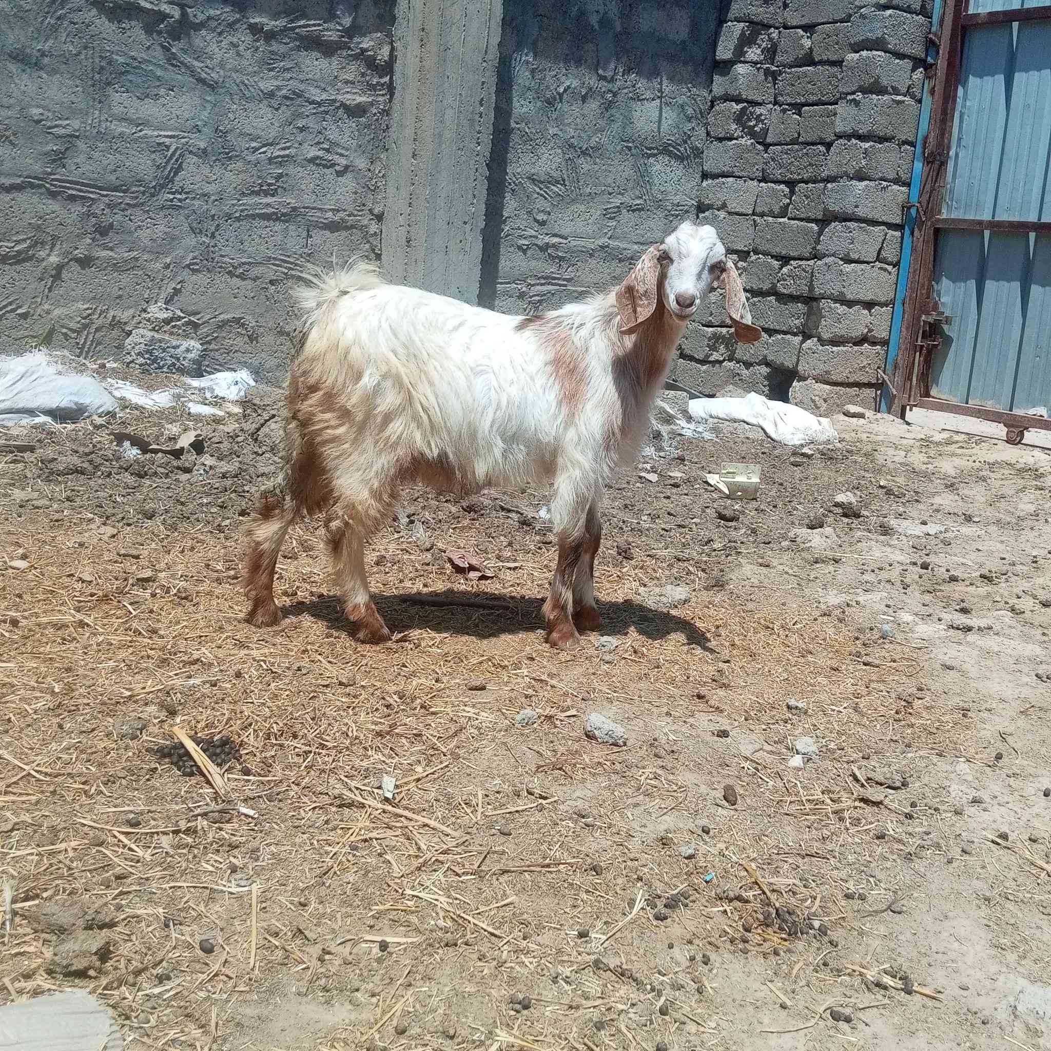 السلام عليكم اخوان متاح جدي اجم رقم واحد وسمين حيل حيل يرهم اگصابه ويرهم جنيه جدي مال بيت مأ شاءالله عليه صب لحم 🥩 وين اليدور حلال زين ونضيف جدي مشروط شرط ال شرط 
العنوان صلاح الدين الشرقاط قريه شكرا 
ه‍ ***********👉 بيه واتساب 
الشراي يتصل ويدلل 
يوجد خدمت توصيل حسب التفاق

