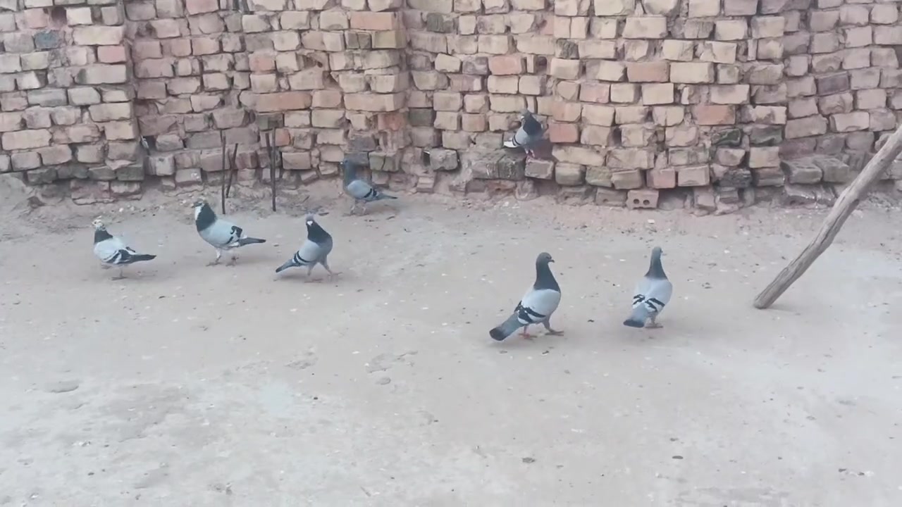 زواجل طيره وفحل  عدد 8سعر زوج 8


**إذا كنت صاحب هذا الإعلان وتريد حذفه لأي سبب، رجاءا أرسل رسالة إلى الدعم الفني**