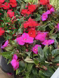 نباتات داخلية • نباتات خارجية • شهربان حي العصري