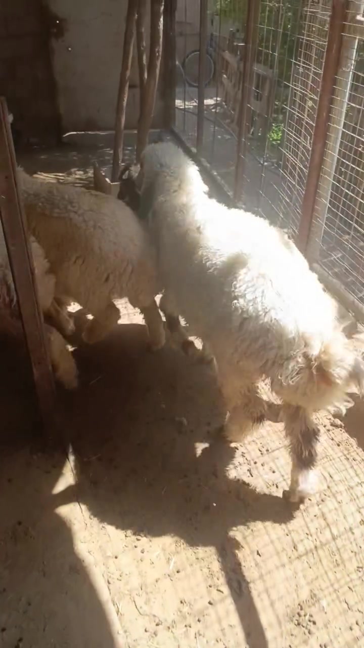 يا الله اللهم صلى ع محمد والي محمد طليان للبيع 2 ذكوره 3 بهام حلوات مال بر وسمان ناصريه مركز المنصوريه وشراي بخدمته 260 وبيهن مجال اتصال ع ***********
