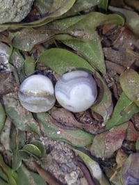 سليماني • عقد محبة • جلب قوي