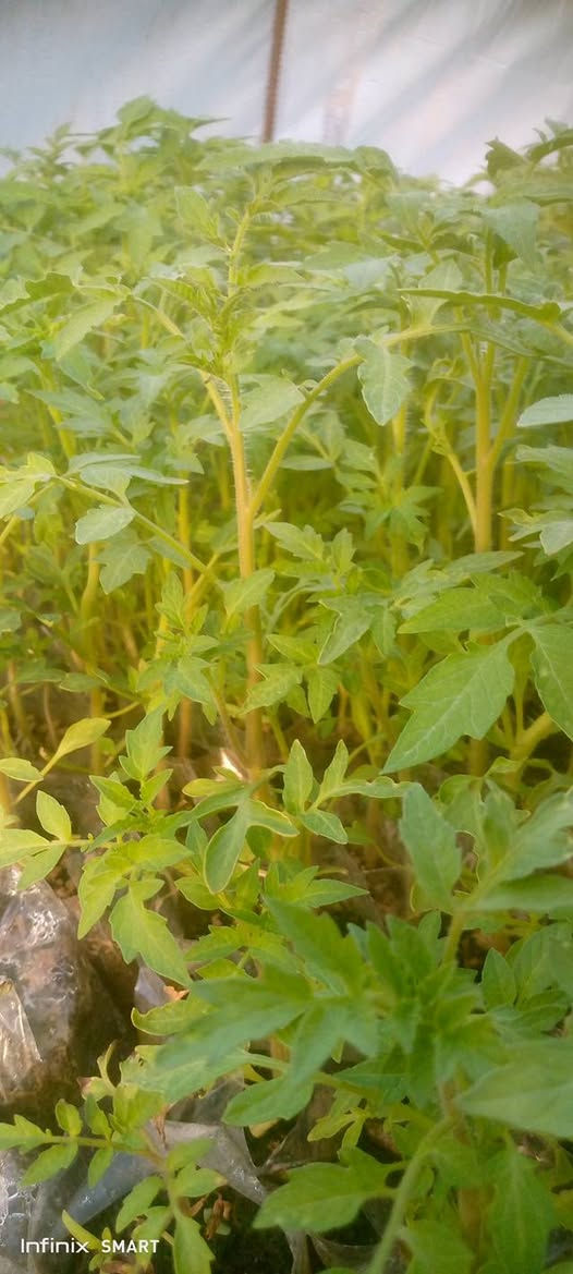 سلام عليكم  يوجد دايات بانيه وبيذنجان وطماطه كويسه  درجه ارلى للستفسار تصل *********** المكان ديوانيه
