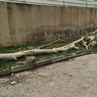 خشب سجره للبيع قيمو  بالمعقول وتعال اخذو  07747611933