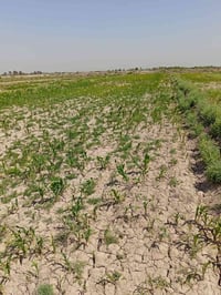 ناحية الطليعة • ٢٢ دونم • ماء سقي