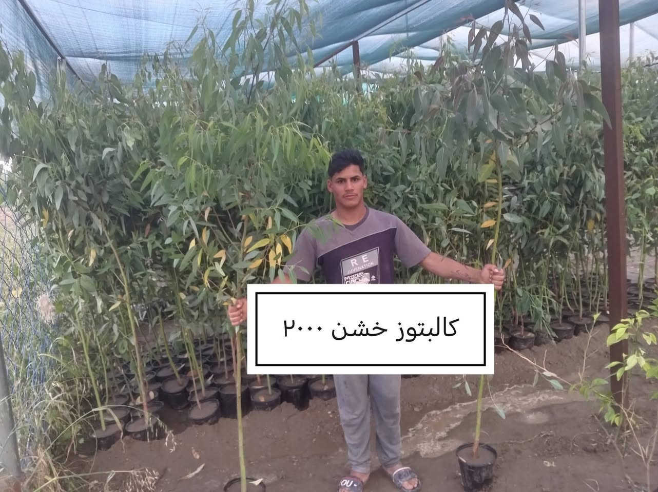 السلام عليكم ورحمة الله وبركاته

إخواني الكرام 🌱
منشور جديد يتضمن تخفيض الأسعار ، شرط كما في الصورة.. 

للاستفسار أو لمعرفة الموقع بشكل أدق، راسلونا على الواتساب:

📞 ***********
📞 ***********

نوفّر لكم أفضل الأصناف من حيث الجودة والنوعية.

📍 العنوان:
بغداد – اليوسفية – الرضوانية الشرقية
طريق معمل زينب – ثالث مشتل الجبير
مكتوب على الباب مشتل الرضوانية
مجاور الملعب ومحطة الخليج لغسل السيارات.

🔹 البيع جملة
🔹 من يرغب بالشراء مفرد يمكنه الحضور إلى المشتل والاختيار بنفسه.
🔹 لا يوجد توصيل للمفرد.
🔹 توصيل الجملة فقط بسيارات حمل بالأجرة ويتم الاتفاق مباشرة مع سائق النقل.

🚚 رقم سائق النقل:
***********

📞 أرقام المشتل:
*********** (واتساب)
***********

---

🌳 الأسعار والأنواع

1. رارنج وسط سندانه 2000
2. كالبتوز خشن سندانه مترين جبر 2000
3. كاربس خشن. متر. ونص 1000
4. ددونيا جمله 600
5..
6.. برتقال ياباني  8000
7. 
8. تكي سوري أبيض مترين ونصف – 4000
9. كريب فروت 4000
10. 
11. رازقي 2000
12. 
13. زيتون متر 1500
14. شبوي – 2000
15 سرر إيطالي – 4000
16. البيزيا متر ونصف كيس – 2000
17البيزيا متر و70 سندانة – 4000
18أكاسيا مصرية 
19. انتكوما متر – 2500
20. 
21. 
22. برتقال متر و70 فما فوق – 5000
23. برتقال كيس متر فما فوق – 2000
24 برتقال حمال عمر خمس سنوات – 9000
25 جهنمي متسلق خشن – 4000
26. 
27. 
28.رارنج مطعم متر وربع فما فوق 3000
29 لالنكي أكينو متر ونصف –3500
30 نومي حامض عراقي متر وسبعين  فما فوق – 3500
31. كاريزيا خشنة – 2000
32. بتموس – 5000
33. ثيل هندي متر مربع – 2000
34. دفلة خشن –1000
35. متسلق نسرين متر 3500
🌿 بالإضافة إلى الحمضيات وأشجار الزينة وأنواع أخرى كثيرة.

📍 موقع المشتل على الخريطة:
https://maps.app.goo.gl/EfkBiYR7ezQDtA6v5

حياكم الله وتشرفونا بزيارتكم 🌿
