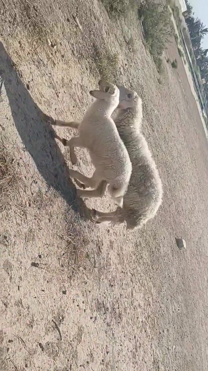 مطفيل البيع... بصره قضاء المدينه..***********
