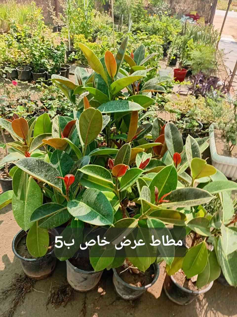 مشتل جنى على شارع العام مقابل جامعه الكوت ويوجد لدينا خدمة توصيل


**إذا كنت صاحب هذا الإعلان وتريد حذفه لأي سبب، رجاءا أرسل رسالة إلى الدعم الفني**