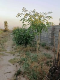 وبركاته   نص دونم في منطقة الأوسمة مزرعة يحتوي على دار ١٣٠متر إستقبال ...