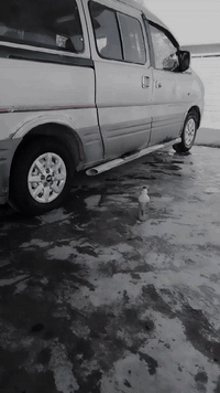 سلام عليكم ستاركس 2005البيع رقم بغداد الماني بسمي مصفره هيه وغرامات السياره مكفوله كفاله عامه  *********** / *********** مكان السياره ابو غريب
