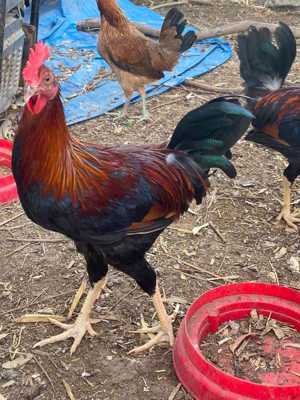 سلام عليكم فقط ديوكة بيهن شمسي سعر التك ١٠ تالاف مكان بغداد يوسفية معمل زينب


**إذا كنت صاحب هذا الإعلان وتريد حذفه لأي سبب، رجاءا أرسل رسالة إلى الدعم الفني**