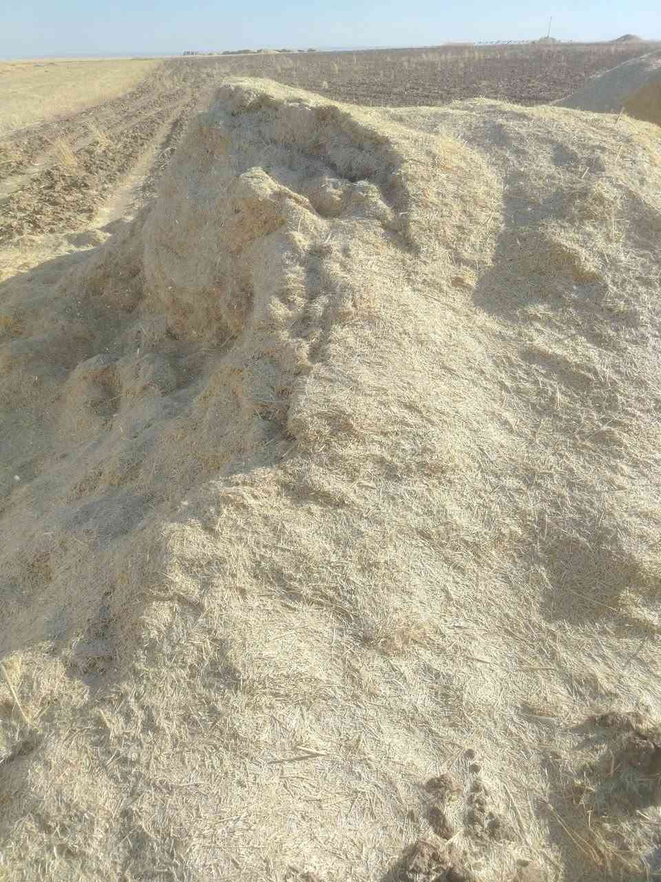 يوجد تبن للبيع جديد مال حنطة أبيض وناعم حجم الكيس ٥٥ الزوج ٢٠٠٠ واصل جميع مناطق الجدعه قيارة الشرقاط لاتصال على الرقم *********** شرط الدكاك
