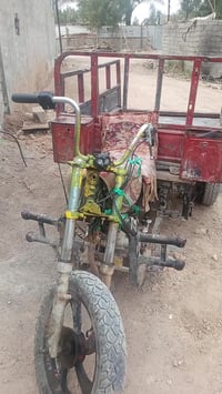 ستوته • بدون أوراق • ديالى بعقوبة