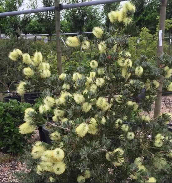 فرشاة  البطل  اللون #الابيض 

تسمى هذه الشجرة أو دالشجيرة بفرشاة القنينة  و ذلك بسبب أزهارها التي تشبة شكل الفرشاة
التي ننظف بها القنينة ( العبوة الزجاجية ) .  شجرة صغيرة ذات جذع قوي قائم قاسي بني اللون تتحمل مدى من الملوحة لكن لا يفضل
زراعتها قرب الشاطىء .
يبلغ إرتفاع الشجرة 2 إلى 4 متر وتفضل الإضاءة المباشرة و تفضل الري المنتظم و المعتدل.
أما بالنسبة للتربة فهي تنمو بشكل جيد في تربة جيدة الصرف.
أوراقها ضيقة عدسية الشكل جلدية ذات رائحة عطرية تشبه رائحة الحمضيات.

وأزهارها تنمو في سنابل إسطوانية الشكل ذات لون الابيض أما البتلات تأخذ شكل الفرشاة , 

تزهر:

في أواخر الربيع و في الصيف .

تتكاثر بواسطة الببذور والعقل الساقية شبه الخشبية
غير أنه لا يفضل الإكثار بواسطة البذور وذلك
لحدوث تغيرات في شكل النبات.

االسعر   9   االف

لسهولة الحجز يرجى ارسال  الطلب 
مرفقة  بالرقم و العنوان على الخااص 
 او على رقم واتساب  ... ***********
